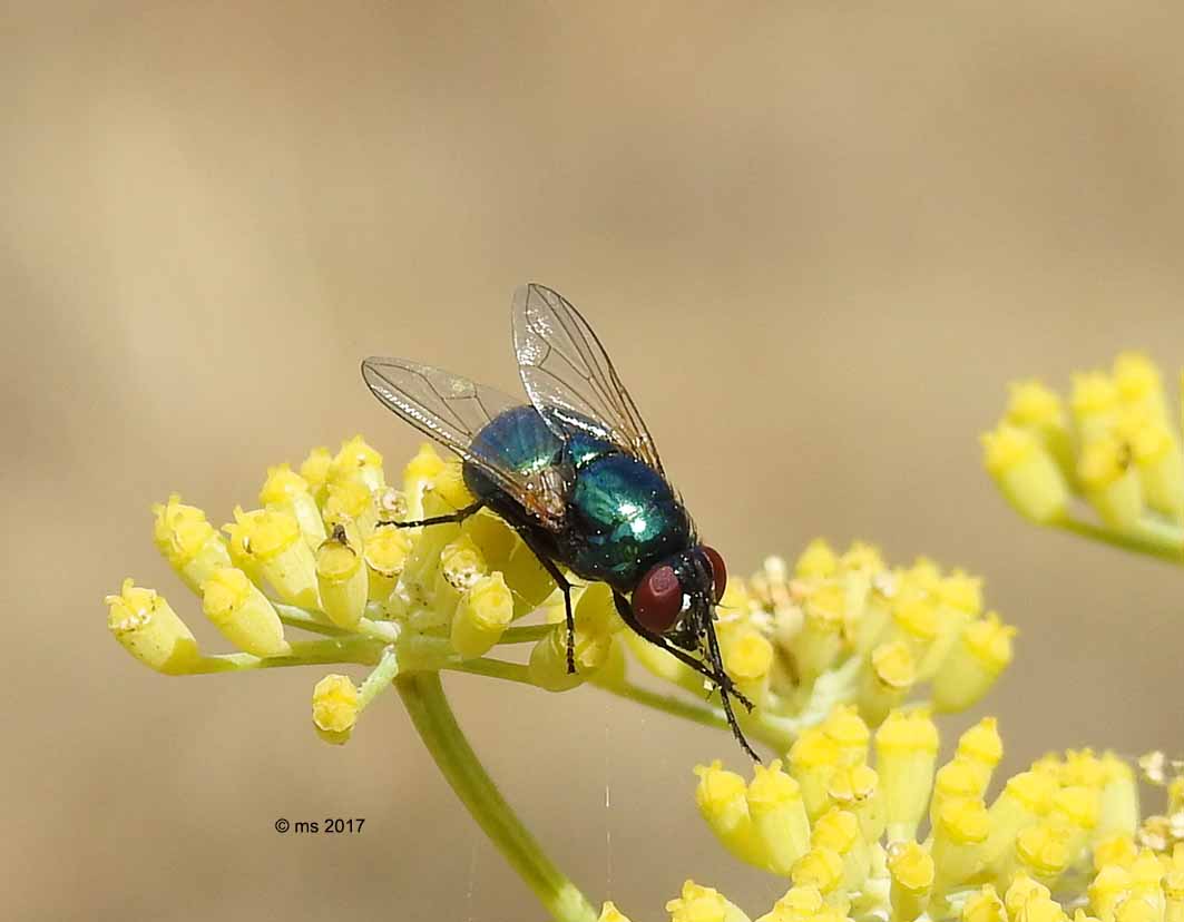 Muscidae?  S, Pyrellia vivida